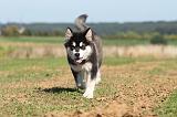 ALASKAN MALAMUTE 022